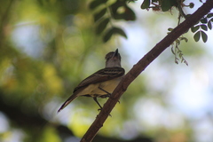 Myiarchus tyrannulus