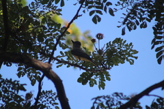 Myiarchus tyrannulus