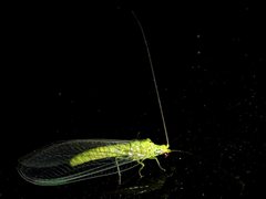 Calochrysa extranea