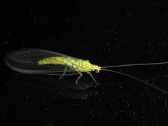 Calochrysa extranea