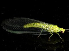 Calochrysa extranea
