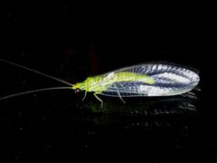 Calochrysa extranea
