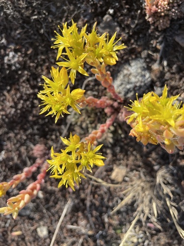 Lanceleaf Stonecrop