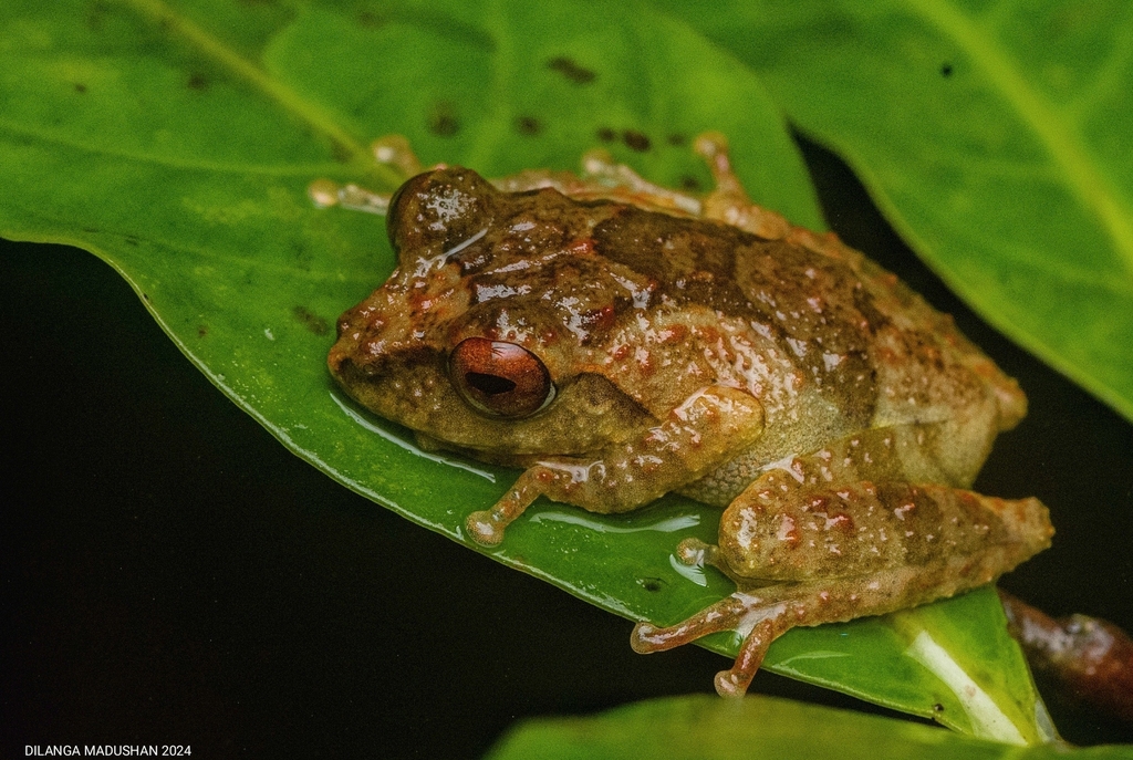 Samrakoon's Shrub Frog