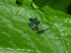Aphididae