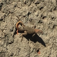 Leiocephalus carinatus