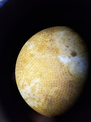 Microporella ciliata