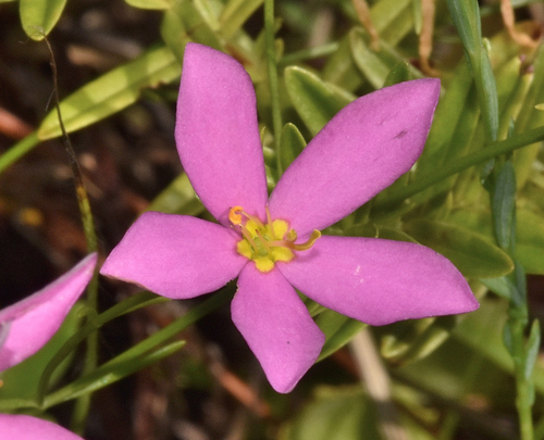Image of Sabatia campanulata by (c) James (Jim) Duggan, some rights reserved (CC BY-SA)