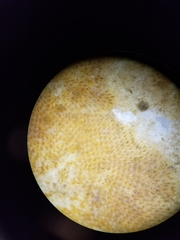 Microporella ciliata