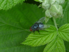 Diptera