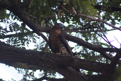Chondrohierax uncinatus