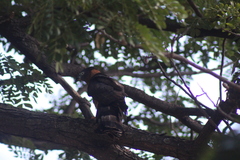 Chondrohierax uncinatus