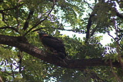 Chondrohierax uncinatus