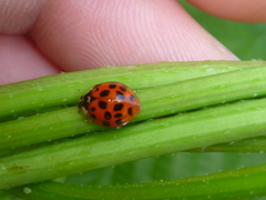 Harmonia axyridis