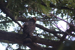 Chondrohierax uncinatus