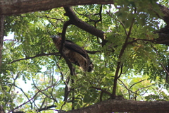 Chondrohierax uncinatus