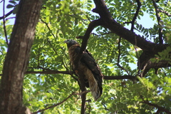 Chondrohierax uncinatus