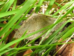 Taxeotis perlinearia