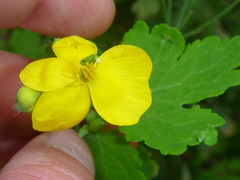 Chelidonium majus