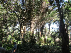 Raphia australis
