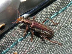 Lemidia subaenea