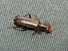 Lemidia subaenea