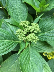 Hydrangea macrophylla
