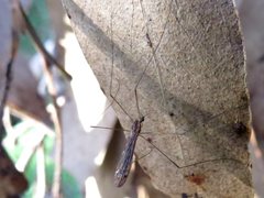 Dicranomyia