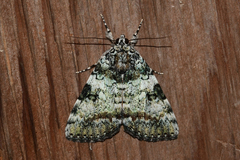 Catocala connubialis