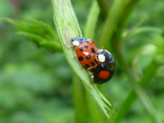 Harmonia axyridis
