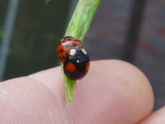 Harmonia axyridis