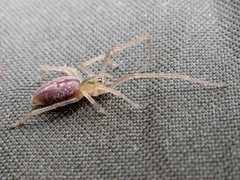 Cheiracanthium gracile