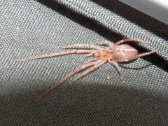 Cheiracanthium gracile