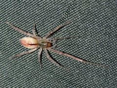 Cheiracanthium gracile