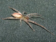 Cheiracanthium gracile