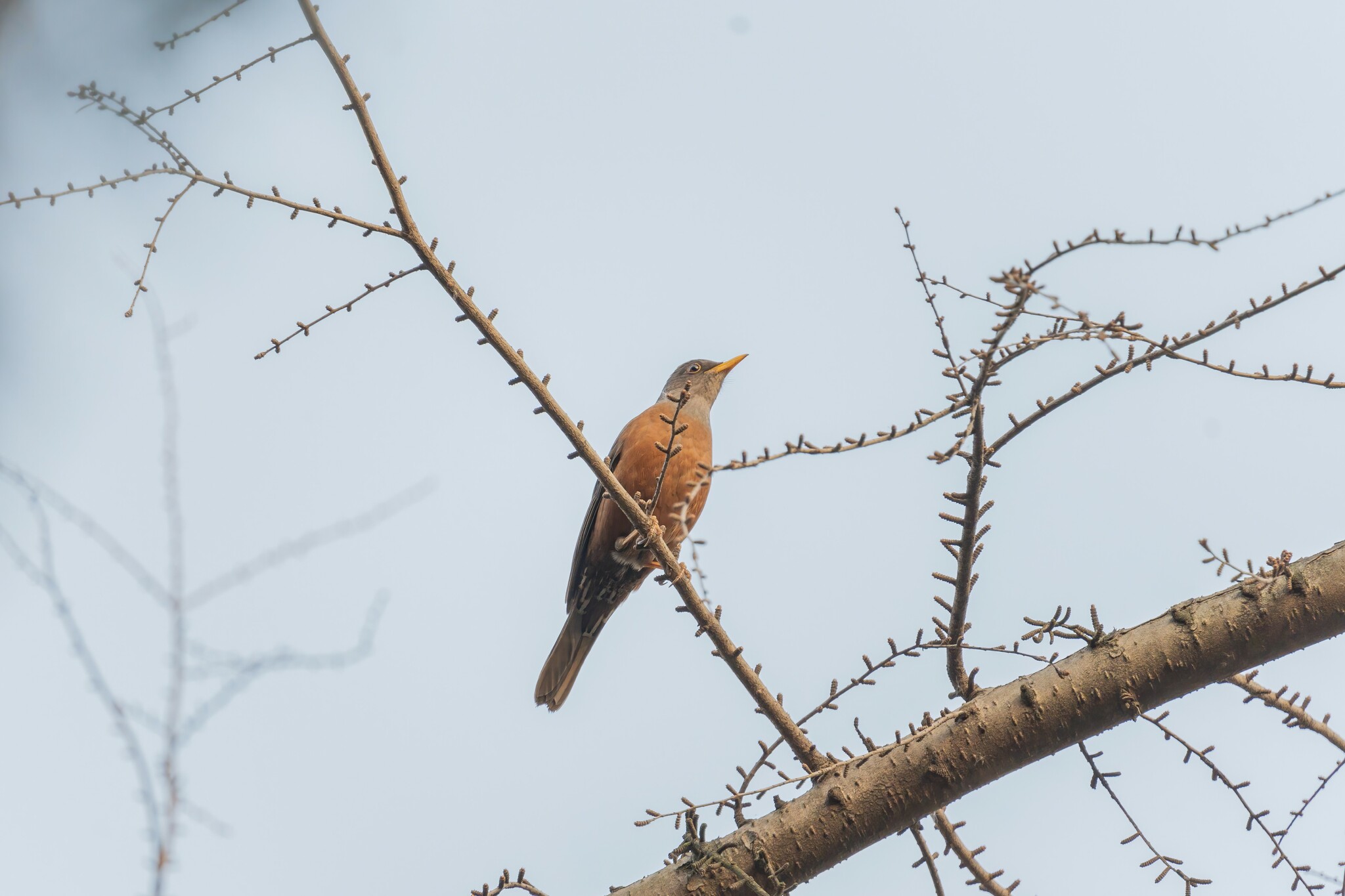Chestnut Thrush