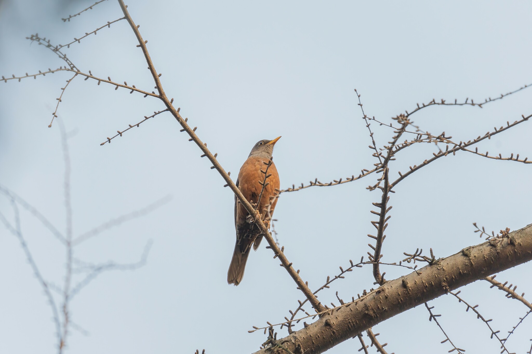 Chestnut Thrush