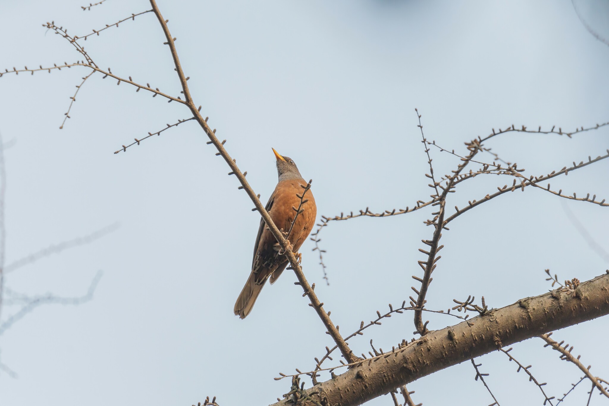 Chestnut Thrush