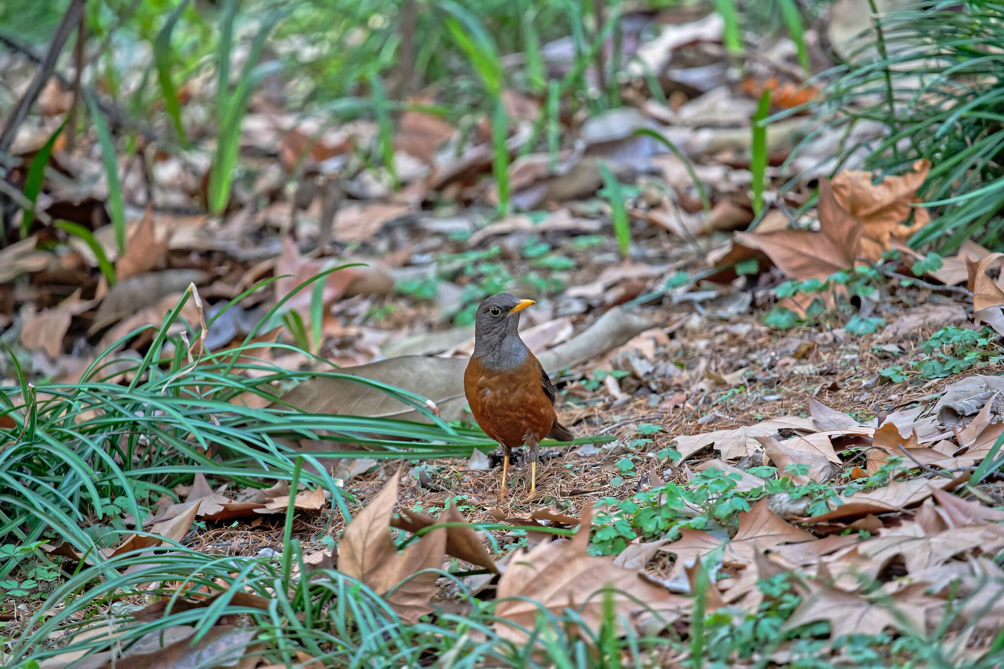 Chestnut Thrush