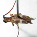 Eunidia obliquealbovittatoides - Photo no hay derechos reservados, subido por Botswanabugs