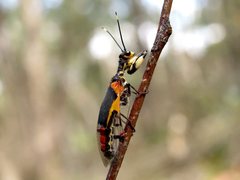 Calomantispa venusta