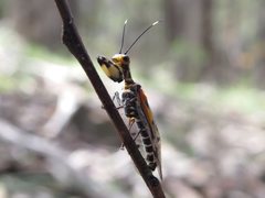 Calomantispa venusta