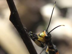 Calomantispa venusta