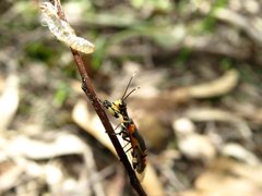 Calomantispa venusta