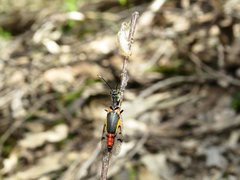 Calomantispa venusta