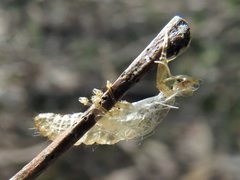 Calomantispa venusta