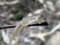 Calomantispa venusta