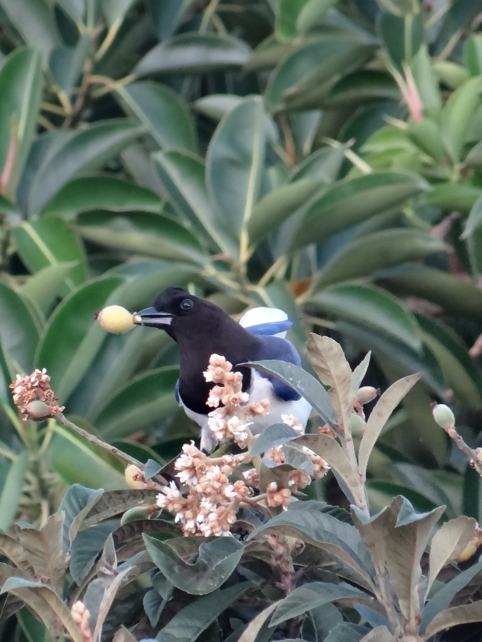 Curl-crested Jay illustration