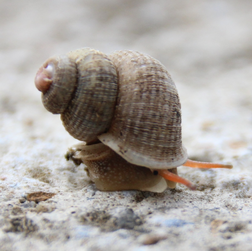 Annularops