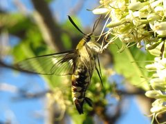 Cephonodes australis